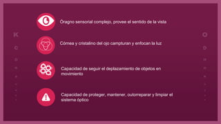Óragno sensorial complejo, provee el sentido de la vista
Capacidad de seguir el deplazamiento de objetos en
movimiento
Capacidad de proteger, mantener, outorreparar y limpiar el
sistema óptico
Córnea y cristalino del ojo campturan y enfocan la luz
 