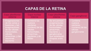 CAPAS DE LA RETINA
Capa plexiforme
externa
• Evaginaciones
de los conos y
bastones y las
evaginaciones
de las células
horizontales,
células
amacrinas, y las
neuronas
bipolares
Capa nuclear
interna
• Contiene los
cuerpos
celulares
(núcleos) de las
células
horizontales,
amacrinas,
bipolares y de
Müller
Capa plexiforme
interna
• Se encuentran
evaginaciones
de las células
horizontales,
amacrinas,
bipolares y
ganglionares
que establecen
sinapsis entre
sí.
Capa ganglionar
• Contiene
cuerpos
celulares
(núcleos) de las
células
ganglionares
 