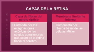 CAPAS DE LA RETINA
Capa de fibras del
nervio óptico
• Formada por las
evaginaciones
axónicas de las
células ganglionares
que salen de la retina
hacia el cerebro
Membrana limitante
interna
• Compuesta por
lámina basal de las
células Müller
 