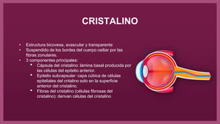 CRISTALINO
• Estructura bicovexa, avascular y transparente
• Suspendido de los bordes del cuerpo ceiliar por las
fibras zonulares.
• 3 componentes principales:
• Cápsula del cristalino: lámina basal producida por
las células del epitelio anterior.
• Epitelio subcapsular: capa cúbica de células
epiteliales del critalino solo en la superficie
anterior del cristalino.
• Fibras del cristalino (células fibrosas del
cristalino): derivan células del cristalino
 