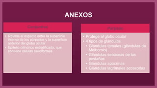ANEXOS
Conjuntiva
• Reviste el espacio entre la superficie
interna de los párpados y la superficie
anterior del globo ocular
• Epitelio cilíndrico estratificado, que
contiene células caliciformes
Párpado
• Protege al globo ocular
• 4 tipos de glándulas
• Glandulas tarsales (glándulas de
Meibomio)
• Glándulas sebáceas de las
pestañas
• Glándulas apocrinas
• Glándulas lagrimales accesorias
 