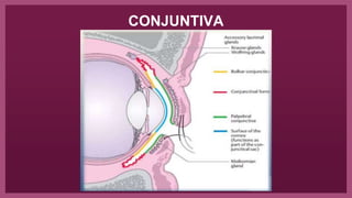 CONJUNTIVA
 