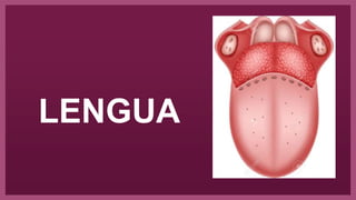 LENGUA
 