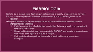 EMBRIOLOGIA
Epitelio de la lengua tiene doble origen, ectodérmico o bucal y endodérmico o faríngeo
Porción bucal comprende los dos tercios anteriores y la porción faríngea el tercio
posterior.
A la quinta semana por la cara interna de los arcos mandibulares se observan dos
engrosamientos laterales:
• Protuberancias linguales laterales y un tubérculo impar y medio, la cual estos 3
forman el primer arco.
• Detrás del tubérculo impar, se encuenta la COPULA que resulta el segundo arco
branquial y dará lugar a la raíz de la lengua.
• Eminencia hipobranquial, se desarrolla a partir del tercer y cuarto arco
Branquial
 