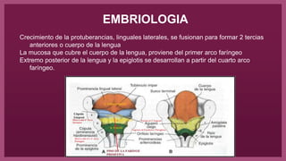 EMBRIOLOGIA
Crecimiento de la protuberancias, linguales laterales, se fusionan para formar 2 tercias
anteriores o cuerpo de la lengua
La mucosa que cubre el cuerpo de la lengua, proviene del primer arco faríngeo
Extremo posterior de la lengua y la epiglotis se desarrollan a partir del cuarto arco
faríngeo.
 