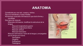 ANATOMIA
Constituida por una raíz, cuerpo y vértice.
Fija a la mandíbula y hueso hioides
Numerosos músculos intrínsecos lo que da la forma y
movilidad
Dos tipos de músculo
Músculos intrínsecos: modifican la estructura de la
lengua
Músculo longitudinal superior
Músculo longitudinal inferior
Músculo vertical
Músculo transverso
Músculo extrínsecos: fuera de la lengua y encargados
que la lengua se mueva
Geniogloso
Hiogloso
Estilogrloso
Palatogloso
 