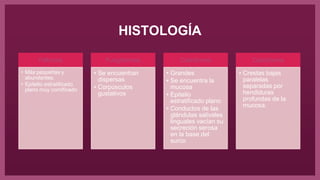 HISTOLOGÍA
Filiforme
• Más pequeñas y
abundantes.
• Epitelio estratificado
plano muy cornificado
Fungiformes
• Se encuentran
dispersas
• Corpúsculos
gustativos
Caliciforme
• Grandes
• Se encuentra la
mucosa
• Epitelio
estratificado plano
• Conductos de las
glándulas salivales
linguales vacían su
secreción serosa
en la base del
surco
Caliciforme
• Crestas bajas
paralelas
separadas por
hendiduras
profundas de la
mucosa.
 