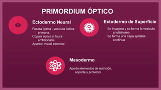 PRIMORDIUM ÓPTICO
Foseta óptica –vesícula óptica
primaria.
Cúpula óptica y fisura
embrionaria
Aparato visual esencial
Se invagina y se forma la vesícula
cristaliniana
Se forma una capa epitelial
continua
Aporta elementos de nutrición,
soporte y protector
Ectodermo Neural Ectodermo de Superficie
Mesodermo
 