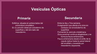 Vesículas Ópticas
Esférica, situada en ambos lados del
primordium encefálico.
En su porción distal por ectodermo de
superficie y del otro lado del
mesodermo.
Entre la 4ta y 7ma semana.
Invaginación que afecta a la zona en
contacto con el ectodermo de
superficie
Formando la vesícula cristaliniana
Zona proximal continua elogándose y se
forma la fisura embrionaria.
Fisura embrionaria desde el anillo de la
cúpula óptica hasta la pared lateral
del encéfalo y revestida por
mesodermo adyacente.
Primaria Secundaria
 