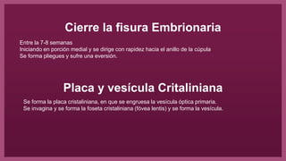 Cierre la fisura Embrionaria
Entre la 7-8 semanas
Iniciando en porción medial y se dirige con rapidez hacia el anillo de la cúpula
Se forma pliegues y sufre una eversión.
Placa y vesícula Critaliniana
Se forma la placa cristaliniana, en que se engruesa la vesícula óptica primaria.
Se invagina y se forma la foseta cristaliniana (fóvea lentis) y se forma la vesícula.
 