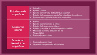 Ectodermo de
superficie
• Cristalino
• Epitelio corneal
• Epitelio conjuntival y de la glándula lagrimal
• Epitelio de los párpados, pestañas, glándulas de meibomio
• Revestimiento epitelial de las vías lagrimales
Ectodermo
neural
• Retina
• Epitelio pigmentario de la retina
• Epitelio de los procesos ciliares
• Epitelio que cubre la superficie posterior del iris
• Músculos esfínter y dilatador del iris
• Nervio óptico
• Parte del cuerpo vítreo
Ectodermo
Neural + de
superficie
• Parte del cuerpo vítreo
• Ligamento suspensorio del cristalino
 