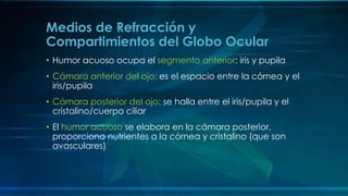 • Humor acuoso ocupa el segmento anterior: iris y pupila
• Cámara anterior del ojo: es el espacio entre la córnea y el
iris/pupila
• Cámara posterior del ojo: se halla entre el iris/pupila y el
cristalino/cuerpo ciliar
• El humor acuoso se elabora en la cámara posterior,
proporciona nutrientes a la córnea y cristalino (que son
avasculares)
Medios de Refracción y
Compartimientos del Globo Ocular
 