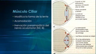 • Modifica la forma de la lente
• Acomodación
• Inervación parasimpática del
nervio oculomotor (NC III)
Músculo Ciliar
 