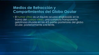 • El humor vítreo es un líquido acuoso englobado en la
trama del cuerpo vítreo, una sustancia transparente
gelatinosa situada en las 4/5 partes posteriores del globo
ocular, posteriormente a la lente.
Medios de Refracción y
Compartimientos del Globo Ocular
 