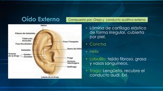 • Lámina de cartílago elástico
de forma irregular, cubierta
por piel.
• Concha
• Hélix
• Lobulillo: tejido fibroso, grasa
y vasos sanguíneos.
• Trago: Lengüeta, recubre el
conducto audi. Ext.
Oído Externo Compuesto por: Oreja y conducto auditivo externo
 