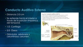 • Distancia: 2-3 cm
• Se extiende hacia el interior a
través de la porción timpánica
del temporal.
• 1/3 Cartílago
• 2/3 Óseos
• Glándulas sebáceas y
ceruminosa: cerumen.
Conducto Auditivo Externo
 
