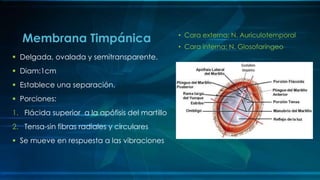 • Cara externa: N. Auriculotemporal
• Cara interna: N. Glosofaríngeo
Membrana Timpánica
 Delgada, ovalada y semitransparente.
 Diam:1cm
 Establece una separación.
 Porciones:
1. Flácida superior a la apófisis del martillo
2. Tensa-sin fibras radiales y circulares
 Se mueve en respuesta a las vibraciones
 