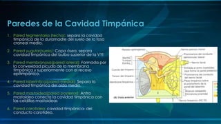 1. Pared tegmentaria (techo): separa la cavidad
timpánica de la duramadre del suelo de la fosa
craneal media.
2. Pared yugular(suelo): Capa ósea, separa
cavidad timpánica del bulbo superior de la VYI
3. Pared membranosa(pared lateral): Formada por
la convexidad picuda de la membrana
timpánica y superiormente con el receso
epitimpánico.
4. Pared laberíntica(pared medial): Separa la
cavidad timpánica del oído medio.
5. Pared mastoidea(pared posterior): Antro
mastoideo conecta la cavidad timpánica con
las celdillas mastoideas
6. Pared carotidea: cavidad timpánica- del
conducto carotideo.
Paredes de la Cavidad Timpánica
 