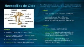 • Revestidos de mucosa que tapiza la cavidad timpánica;
carecen de la capa circulante de periostio osteogénicoHuesecillos de Oído
Martillo
• Unido a la membrana timpánica.
• Cabeza: redondeada , situada en el
receso epitimpánico
• Cuello: apoya contra la porción flácida.
• Manubrio: incluido en la membrana.
Estribo
• Base encaja en la ventana vestibular.
• Fuerza vibratoria del estribo se
incrementa aprox 10 veces con
respecto a la que ejerce la mem.timp.
Yunque
• Cuerpo: receso epitimpánico
• Rama larga: paralela al manubrio del
martillo, su extremo inferior se articula
con el estribo-apófisis lenticular.
• Rama corta: conectada por un
ligamento a la pared posterior de la
cavidad timpánica.
 