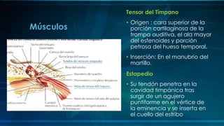 Estapedio
• Su tendón penetra en la
cavidad timpánica tras
surgir de un agujero
puntiforme en el vértice de
la eminencia y se inserta en
el cuello del estribo
Músculos
Tensor del Tímpano
• Origen : cara superior de la
porción cartilaginosa de la
trompa auditiva, el ala mayor
del esfenoides y porción
petrosa del hueso temporal.
• Inserción: En el manubrio del
martillo.
 