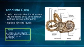 • Serie de cavidades situadas dentro
de la capsula ótica de la porción
petrosa del hueso temporal.
• Espacio lleno de liquido.
Laberinto Óseo
Cóclea
Contiene en conducto
coclear, porción del oído
implicada en la
audición.
 