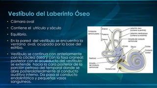 • Cámara oval
• Contiene el utrículo y sáculo
• Equilibrio.
• En la pared del vestíbulo se encuentra la
ventana oval, ocupada por la base del
estribo.
• Vestíbulo se continua con anteriormente
con la cóclea ósea y con la fosa craneal;
posterior con el acueducto del vestíbulo;
se extiende hacia la cara posterior de la
porción petrosa del temporal donde se
abre posterolateralmente al conducto
auditivo interno. Da pasa al conducto
endolinfático y pequeños vasos
sanguíneos.
Vestíbulo del Laberinto Óseo
 