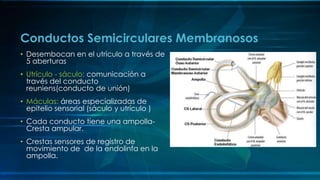• Desembocan en el utrículo a través de
5 aberturas
• Utrículo - sáculo: comunicación a
través del conducto
reuniens(conducto de unión)
• Máculas: áreas especializadas de
epitelio sensorial (sáculo y utrículo )
• Cada conducto tiene una ampolla-
Cresta ampular.
• Crestas sensores de registro de
movimiento de de la endolinfa en la
ampolla.
Conductos Semicirculares Membranosos
 