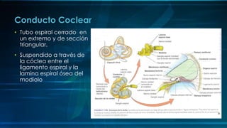 • Tubo espiral cerrado en
un extremo y de sección
triangular.
• Suspendido a través de
la cóclea entre el
ligamento espiral y la
lamina espiral ósea del
modiolo
Conducto Coclear
 