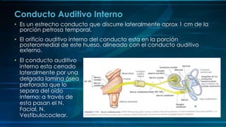 • Es un estrecho conducto que discurre lateralmente aprox 1 cm de la
porción petrosa temporal.
• El orificio auditivo interno del conducto esta en la porción
posteromedial de este hueso, alineado con el conducto auditivo
externo.
Conducto Auditivo Interno
• El conducto auditivo
interno esta cerrado
lateralmente por una
delgada lamina ósea
perforada que lo
separa del oído
interno; a través de
esta pasan el N.
Facial, N.
Vestibulococlear.
 