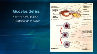• Esfínter de la pupila
• Dilatador de la pupila
Múculos del iris
 