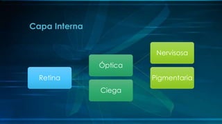 Retina
Óptica
Nervisosa
Pigmentaria
Ciega
Capa Interna
 