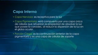 • Capa Nerviosa: es receptiva para la luz
• Capa Pigmentaria: está compuesta por una capa única
de células que refuerzan la propiedad de absober la luz
que posee la coroides, al reducir la dispersión de la luz en
el globo ocular.
• Porción Ciega: es la continuación anterior de la capa
pigmentaria y es una capa de células de soporte
Capa Interna
 