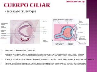 - ENCARGADO DEL ENFOQUE

•

ES UNA EXTENSION DE LA COROIDES

•

PORCION PIGMENTADA DEL EPITELIO CILIAR DERIVA DE LA CAPA EXTERNA DE LA COPA OPTICA

•

PORCION SIN PIGMENTACION DEL EPITELIO CILIAR ES LA PROLONGACION ANTERIOR DE LA RETINA NEURAL

•

MUSCULO CILIAR SE DESARROLLA DEL MESÉNQUIMA DE LA COPA OPTICA, ENFOCA AL CRISTALINO

 