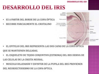 • ES A PARTIR DEL BORDE DE LA COPA ÓPTICA

• RECUBRE PARCIALMENTE EL CRISTALINO

• EL EPITELIO DEL IRIS REPRESENTA LAS DOS CAPAS DE LA COPA OPTICA
QUE SE MANTIENEN DELGADAS.
• EL ESQUELETO DE TEJIDO CONJUNTIVO (ESTROMA) DEL IRIS DERIVA DE
LAS CELULAS DE LA CRESTA NEURAL.
• MUSCULO DILATADOR Y ESFINTER DE LA PUPILA DEL IRIS PROVIENEN
DEL NEUROECTODERMO DE LA COPA OPTICA.

 