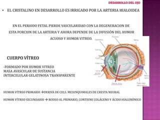 • EL CRISTALINO EN DESARROLLO ES IRRIGADO POR LA ARTERIA HIALOIDEA

EN EL PERIODO FETAL PIERDE VASCULARIDAD CON LA DEGENERACION DE
ESTA PORCION DE LA ARTERIA Y AHORA DEPENDE DE LA DIFUSIÓN DEL HUMOR

ACUOSO Y HUMOR VITREO.

CUERPO VÍTREO
-FORMADO POR HUMOR VITREO
MASA AVASCULAR DE SUSTANCIA
INTERCELULAR GELATINOSA TRANSPARENTE

HUMOR VÍTREO PRIMARIO DERIVA DE CELS. MESENQUIMALES DE CRESTA NEURAL
HUMOR VÍTREO SECUNDARIO  RODEO AL PRIMARIO, CONTIENE COLÁGENO Y ÁCIDO HIALURÓNICO

 