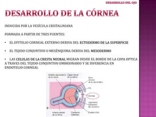 INDUCIDA POR LA VESÍCULA CRISTALINIANA
FORMADA A PARTIR DE TRES FUENTES:

•

EL EPITELIO CORNEAL EXTERNO DERIVA DEL ECTODERMO DE LA SUPERFICIE

•

EL TEJIDO CONJUNTIVO O MESÉNQUIMA DERIVA DEL MESODERMO

• LAS CELULAS DE LA CRESTA NEURAL MIGRAN DESDE EL BORDE DE LA COPA OPTICA
A TRAVES DEL TEJIDO CONJUNTIVO EMBRIONARIO Y SE DIFERENCIA EN
ENDOTELIO CORNEAL

 