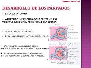 • EN LA SEXTA SEMANA
• A PARTIR DEL MESÉNQUIMA DE LA CRESTA NEURAL
Y DOS PLIEGUES DE PIEL POR ENCIMA DE LA CÓRNEA

•

SE ADHIEREN EN LA SEMANA 10

•

PERMANECEN UNIDOS HASTA LA SEMANA 26 - 28

• LAS PESTAÑAS Y LAS GLANDULAS DE LOS
PARPADOS PROCEDEN DEL ECTODERMO DE LA SUPERFICIE.
• EL MUSCULO ORBICULAR DE LOS OJOS DERIVA
DEL MESENQUIMA DEL SEGUNDO ARCO FARINGEO.

 