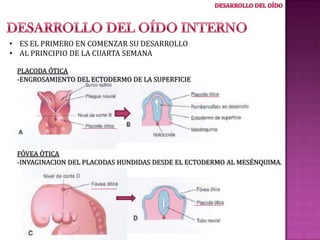 • ES EL PRIMERO EN COMENZAR SU DESARROLLO
• AL PRINCIPIO DE LA CUARTA SEMANA
PLACODA ÓTICA
-ENGROSAMIENTO DEL ECTODERMO DE LA SUPERFICIE

FÓVEA ÓTICA
-INVAGINACION DEL PLACODAS HUNDIDAS DESDE EL ECTODERMO AL MESÉNQUIMA.

 