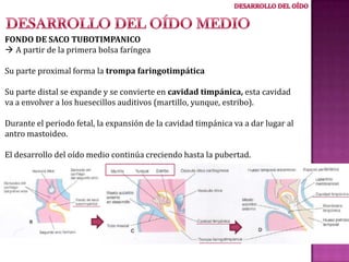 FONDO DE SACO TUBOTIMPANICO
 A partir de la primera bolsa faríngea
Su parte proximal forma la trompa faringotimpática
Su parte distal se expande y se convierte en cavidad timpánica, esta cavidad
va a envolver a los huesecillos auditivos (martillo, yunque, estribo).
Durante el periodo fetal, la expansión de la cavidad timpánica va a dar lugar al
antro mastoideo.
El desarrollo del oído medio continúa creciendo hasta la pubertad.

 