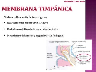 Se desarrolla a partir de tres orígenes:
• Ectodermo del primer arco faríngeo
• Endodermo del fondo de saco tubotimpánico
• Mesodermo del primer y segundo arcos faríngeos

 