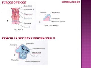 CORTE TRANSVERSAL
VISTA DORSAL

 