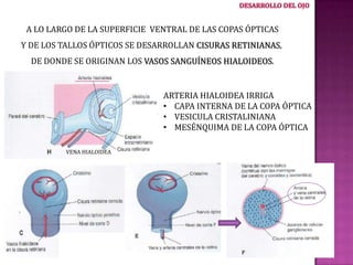 A LO LARGO DE LA SUPERFICIE VENTRAL DE LAS COPAS ÓPTICAS
Y DE LOS TALLOS ÓPTICOS SE DESARROLLAN CISURAS RETINIANAS,
DE DONDE SE ORIGINAN LOS VASOS SANGUÍNEOS HIALOIDEOS.

ARTERIA HIALOIDEA IRRIGA
• CAPA INTERNA DE LA COPA ÓPTICA
• VESICULA CRISTALINIANA
• MESÉNQUIMA DE LA COPA ÓPTICA
VENA HIALOIDEA

 