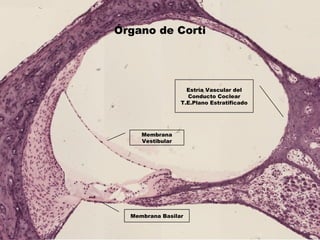 Órgano de Corti
Estría Vascular del
Conducto Coclear
T.E.Plano Estratificado
Membrana
Vestibular
Membrana Basilar
 
