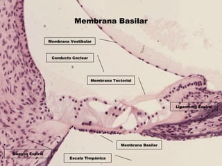 Membrana Basilar
Membrana Vestibular
Membrana Tectorial
Membrana Basilar
Ganglio Espiral
Conducto Coclear
Escala Timpánica
Ligamento Espiral
 