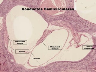 Utrículo
Macula del
Utrículo
Macula del
Saculo
Saculo
Crestas
Ampollares
Conductos Semicirculares
 