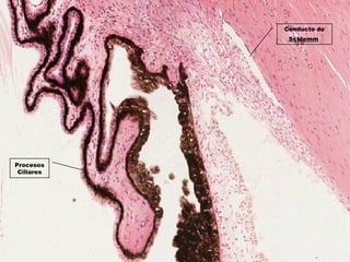 Conducto de
Schlemm
Procesos
Ciliares
 