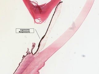 Ligamento
Suspensorio  
 