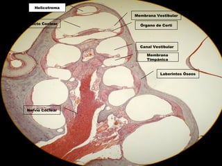 Laberintos Óseos
Órgano de Corti
Membrana Vestibular
Helicotrema
Nervio Coclear
Canal Vestibular
Membrana
Timpánica
Conducto Coclear
 