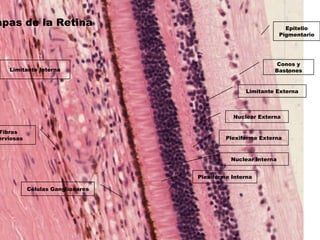 apas de la Retina Epitelio
Pigmentario
Conos y
Bastones
Limitante Externa
Nuclear Externa
Plexiforme Externa
Nuclear Interna
Plexiforme Interna
Células Ganglionares
Fibras
erviosas
Limitante Interna
 
