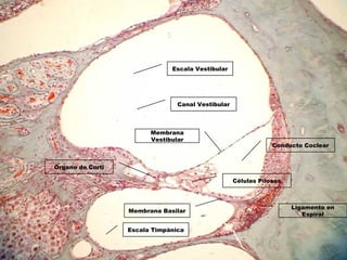 Conducto Coclear
Membrana Basilar
Canal Vestibular
Membrana
Vestibular
Órgano de Corti
Ligamento en
Espiral
Células Pilosas
Escala Vestibular
Escala Timpánica
 